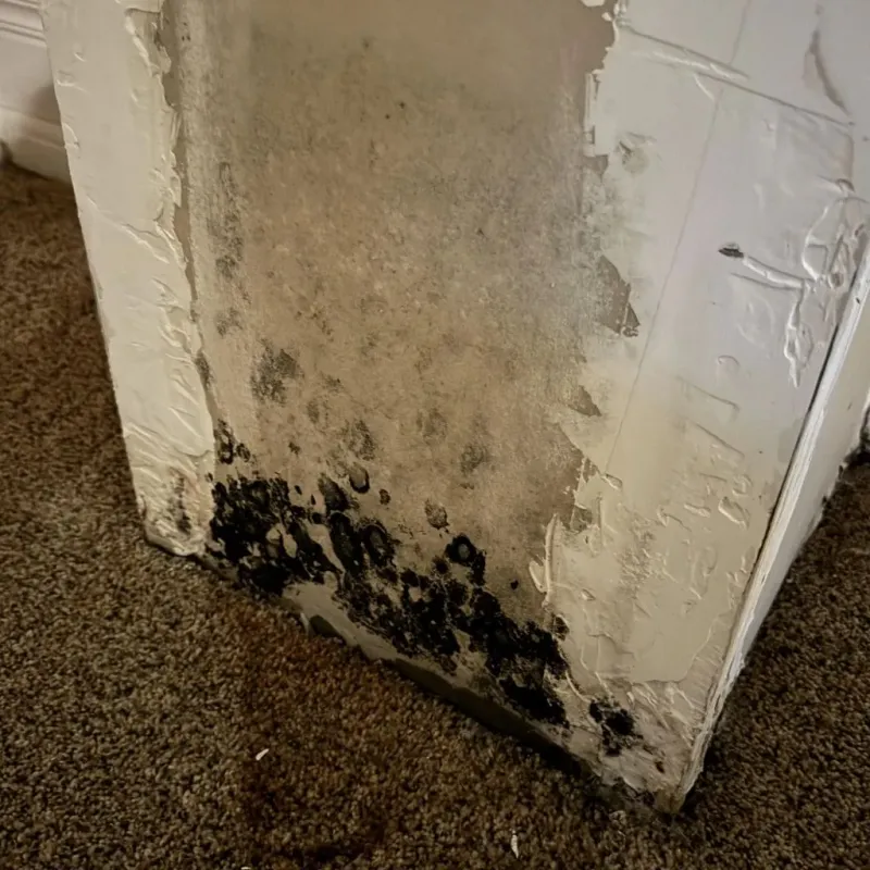Professional Mold Removal in Morrow, OH